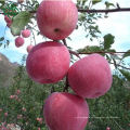 manzanas producidas en shandong ventas calientes precio barato manzanas fuji
